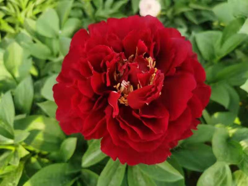 芍藥花有哪些特點？